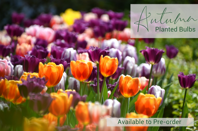 Autumn Planted Bulbs